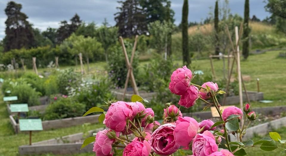 Le jardin des Simples